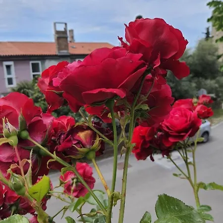 Apartmaji, Sobe - Obzidje بيران